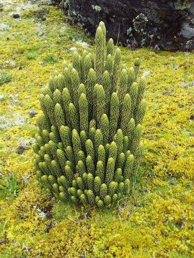 Phlegmariurus saururus, photographed by Humber Alberto