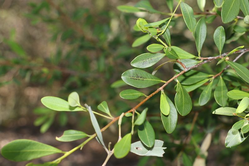Erythroxylum australe, photographed by Greg Tasney