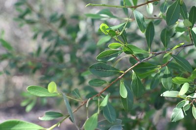 Erythroxylum australe, photographed by Greg Tasney