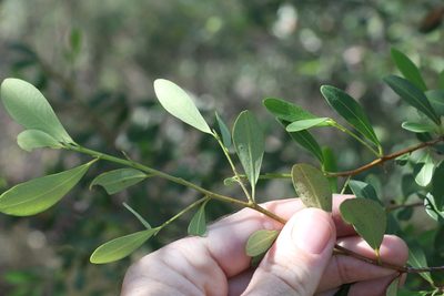 Erythroxylum australe, photographed by Greg Tasney