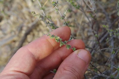 Krameria ramosissima