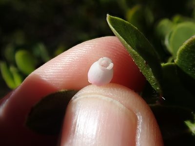 Arctostaphylos sensitiva, photographed by joergmlpts