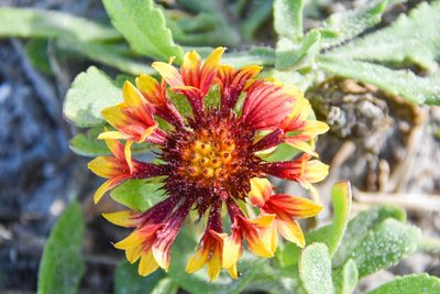 Gaillardia aestivalis, photographed by Jay Pruett
