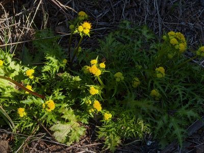 Sanicula laciniata, photographed by joergmlpts
