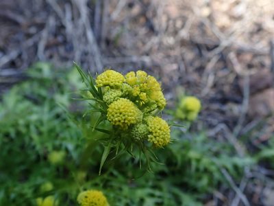 Sanicula laciniata, photographed by joergmlpts