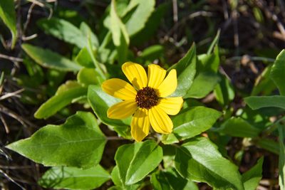 Helianthus debilis, photographed by Jay Pruett