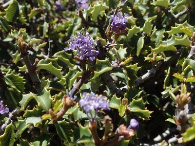 Ceanothus jepsonii, photographed by joergmlpts
