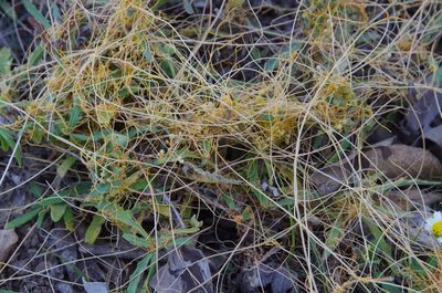 Cuscuta runyonii, photographed by Eric Knight