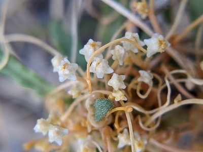 Cuscuta runyonii, photographed by Eric Knight