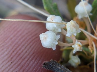 Cuscuta runyonii, photographed by Eric Knight