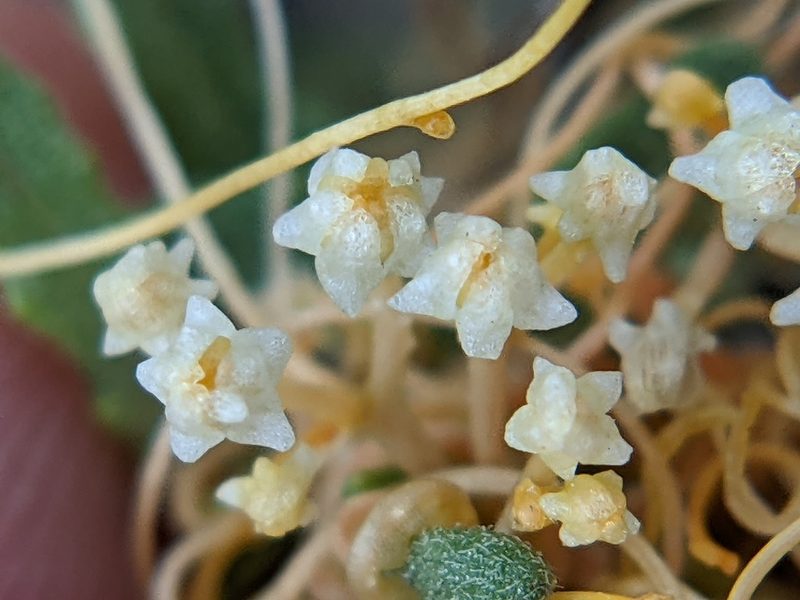 Cuscuta runyonii, photographed by Eric Knight