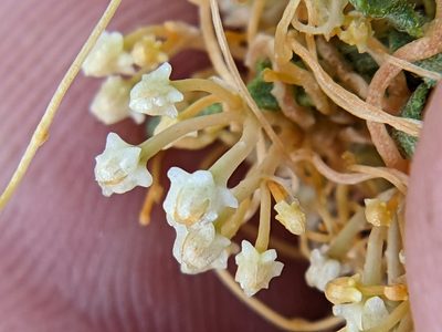 Cuscuta runyonii, photographed by Eric Knight