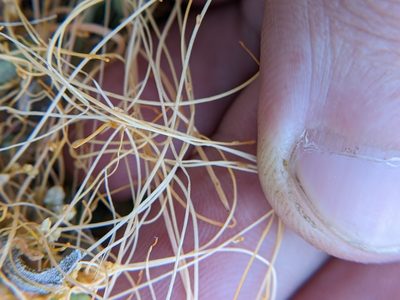 Cuscuta runyonii, photographed by Eric Knight