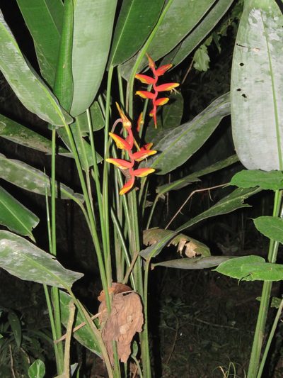 Heliconia marginata, photographed by Vincent A. Vos