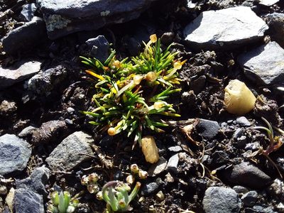 Jalcophila boliviensis, photographed by Humber Alberto