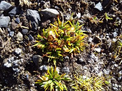Jalcophila boliviensis, photographed by Humber Alberto