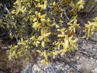 Vachellia rigidula, photographed by Luc Wyn