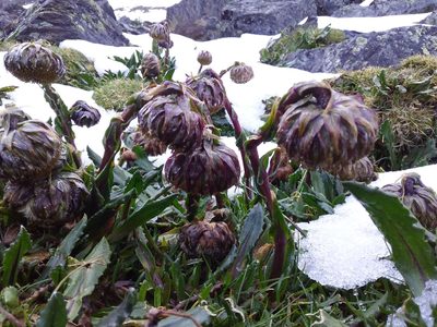 Senecio serratifolius, photographed by Humber Alberto