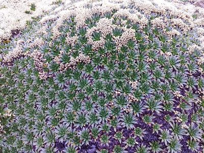 Plantago rigida, photographed by Humber Alberto