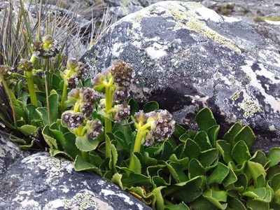 Valeriana nivalis, photographed by Humber Alberto