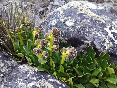 Valeriana nivalis, photographed by Humber Alberto