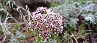 Lomatium canbyi, photographed by Kayla