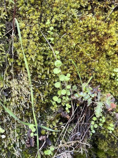 Heterocodon rariflorus, photographed by Roger Raiche