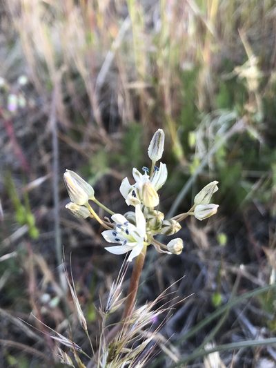 Muilla transmontana, photographed by Brandon Corder