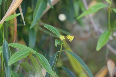 Secamone elliptica, photographed by Greg Tasney