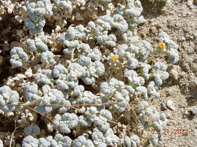 Psathyrotes ramosissima, photographed by Diana