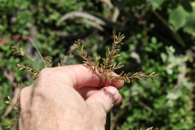Cyperus iria, photographed by Greg Tasney