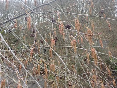 Alnus rubra, photographed by giantcicada
