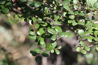 Diospyros humilis, photographed by Greg Tasney