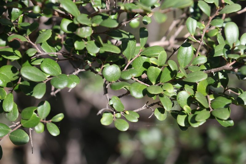 Diospyros humilis, photographed by Greg Tasney