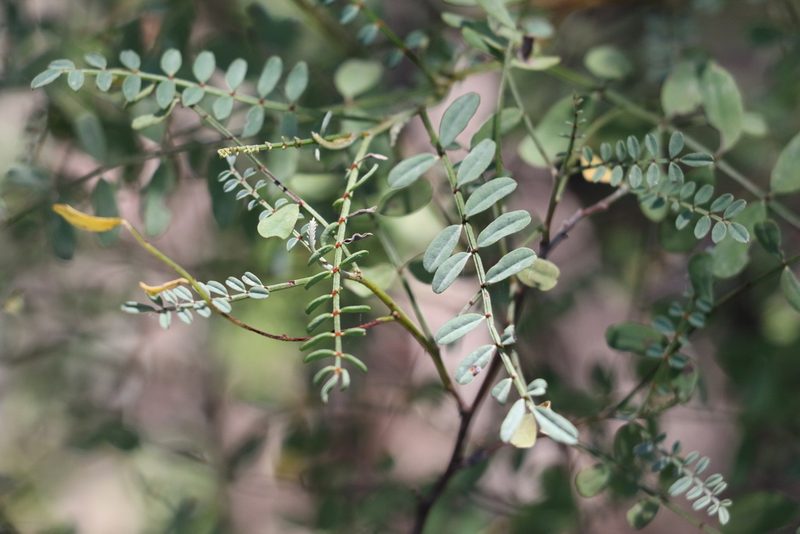 Indigofera brevidens, photographed by Greg Tasney