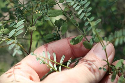 Indigofera brevidens, photographed by Greg Tasney