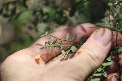 Indigofera brevidens, photographed by Greg Tasney