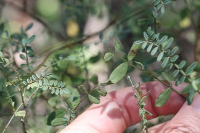 Indigofera brevidens, photographed by Greg Tasney