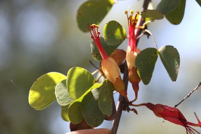 Lysiphyllum carronii, photographed by Greg Tasney