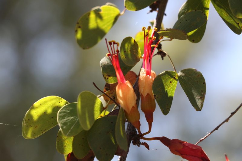 Lysiphyllum carronii, photographed by Greg Tasney