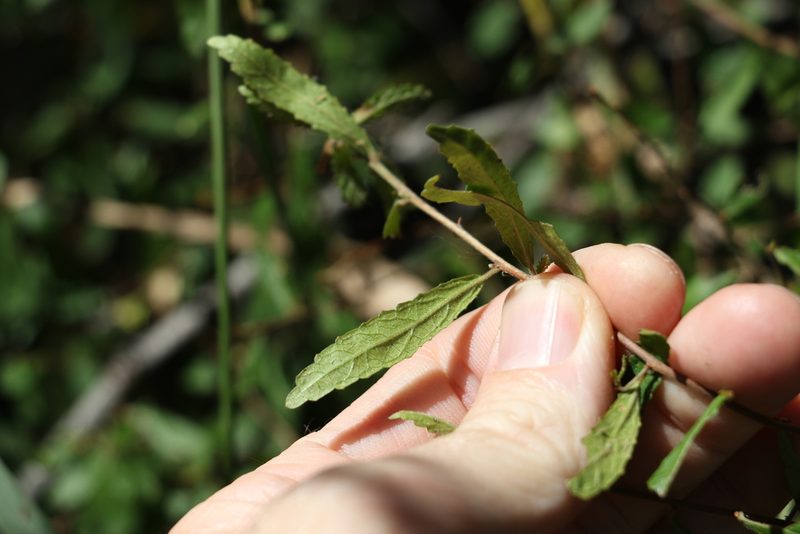 Acalypha eremorum, photographed by Greg Tasney