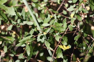 Acalypha eremorum, photographed by Greg Tasney