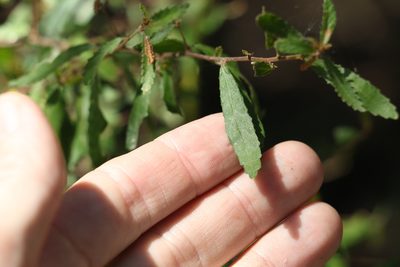 Acalypha eremorum, photographed by Greg Tasney