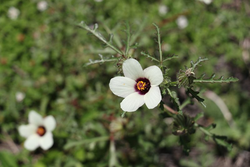 Hibiscus tridactylites, photographed by Greg Tasney