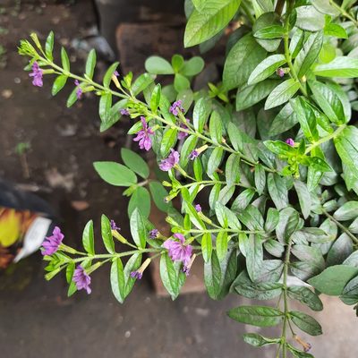 Cuphea hyssopifolia, photographed by Prasanta Hembram