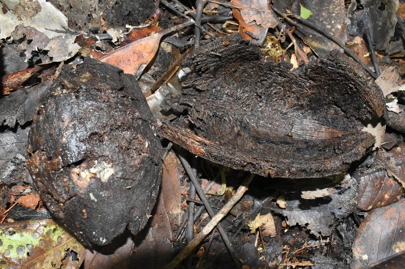 Cardwellia sublimis, photographed by Wairambar Rainforest