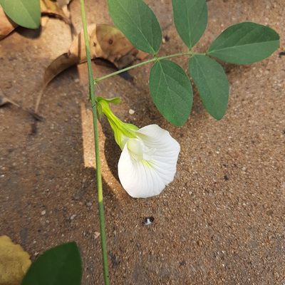 Clitoria ternatea, photographed by Prasanta Hembram