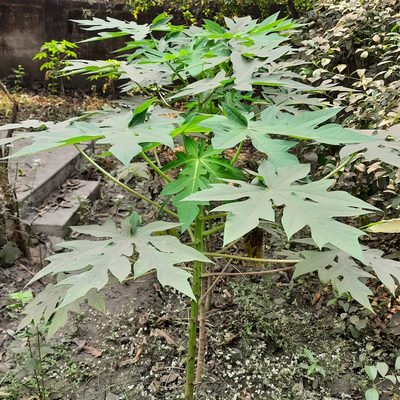 Carica papaya, photographed by Prasanta Hembram