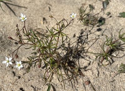 Spergula arvensis, photographed by Henrik Kibak