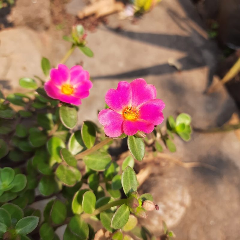 Portulaca umbraticola, photographed by Prasanta Hembram